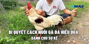 Bí Quyết Cách Nuôi Gà Đá Hiệu Quả Dành Cho Sư Kê
