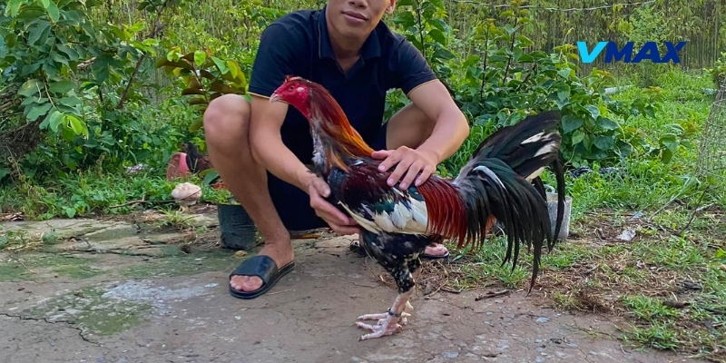 Lý do bạn nên luôn theo dõi kiến thức nuôi gà đá hiệu quả